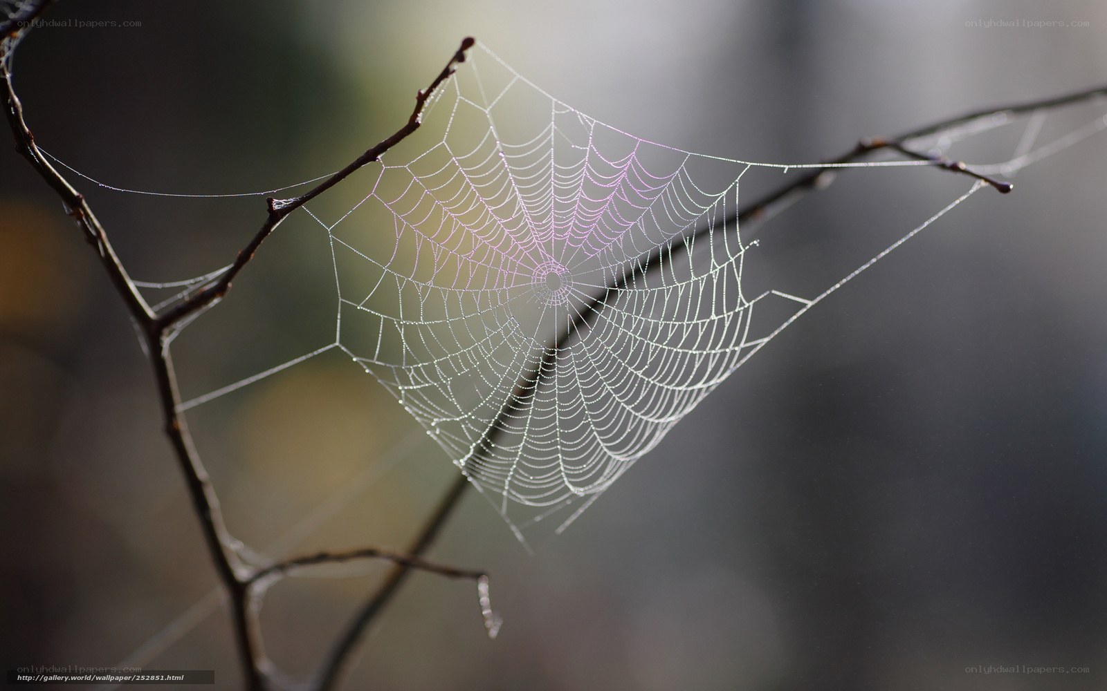 Spider web on a branch