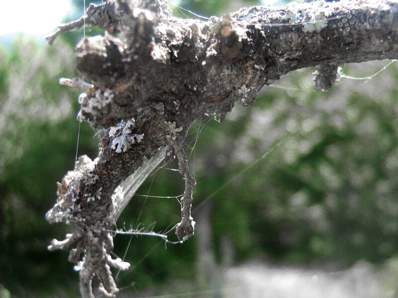 Spider web on a tree branch