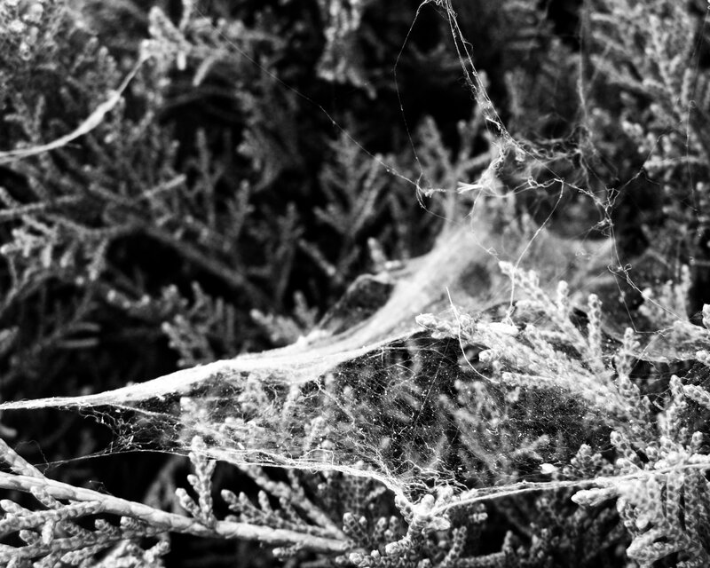 Spider web on evergreen branches