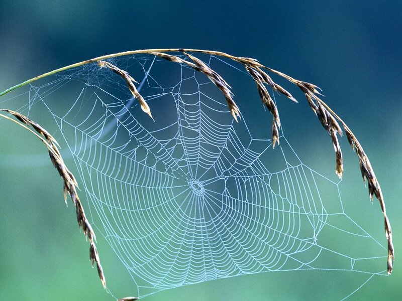 Spider web on grass stem