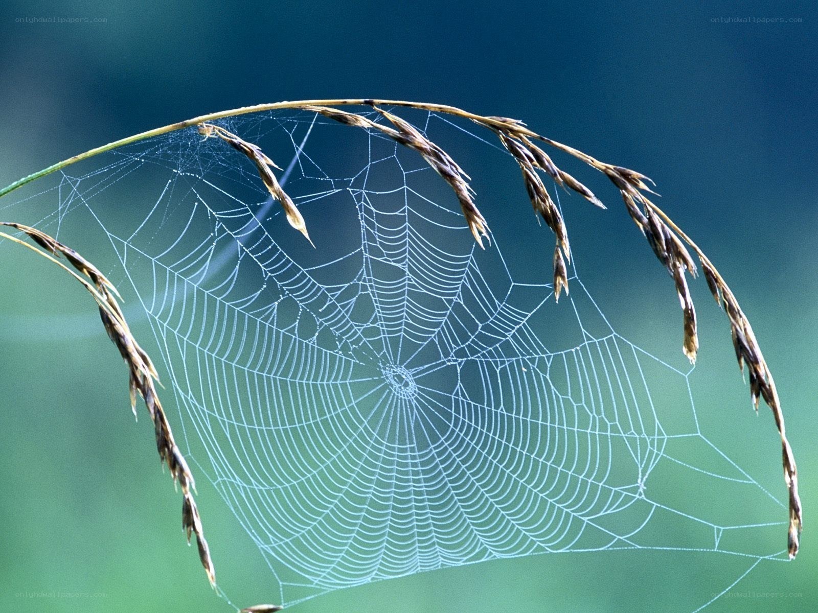 Spider web on grass stem