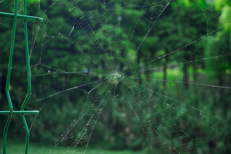 Spider web on green fence