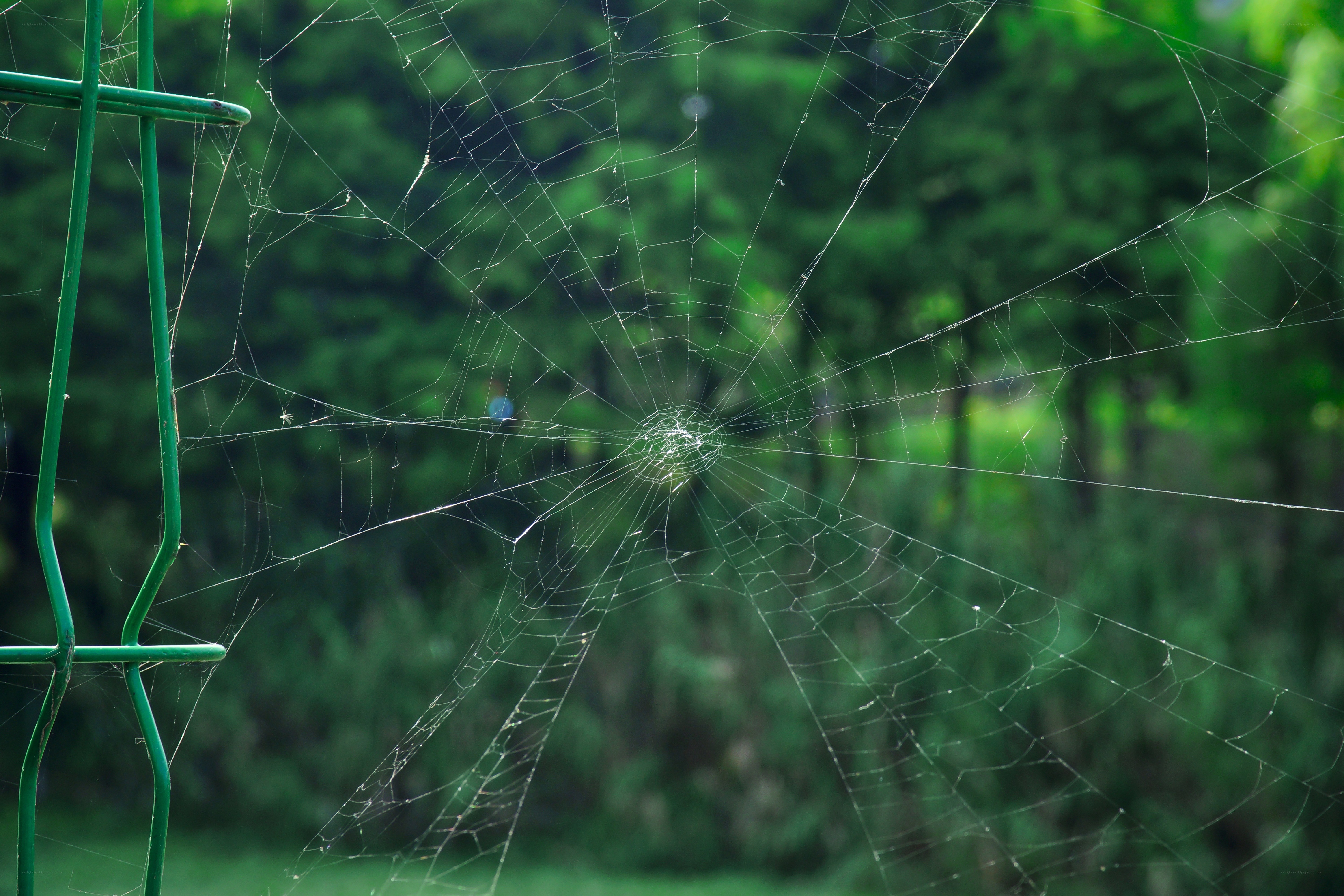 Spider web on green fence