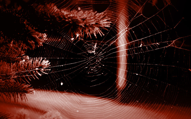 Spider web on pine branches