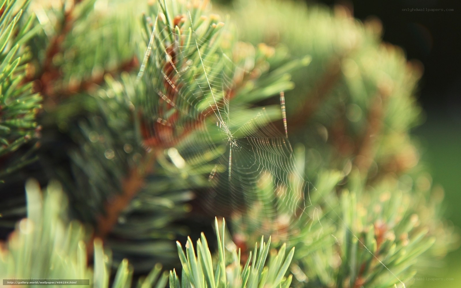 Spider web on pine needles