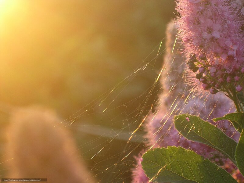 Spider web on pink flower