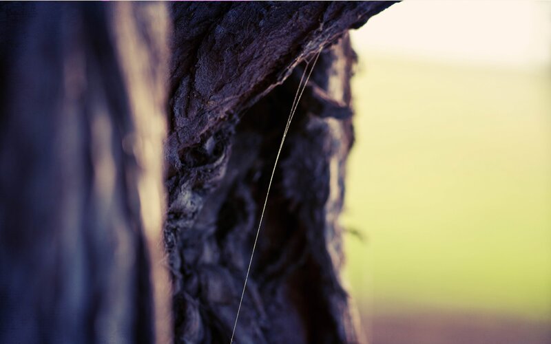 Spider web on tree bark