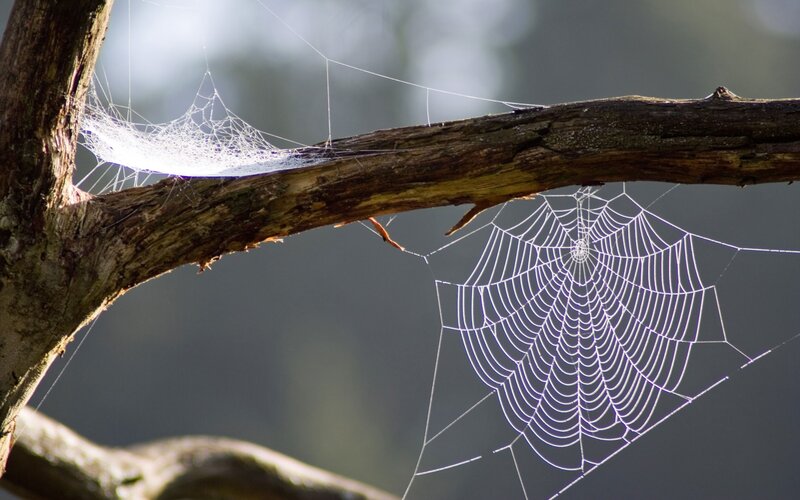 Spider web on tree branch