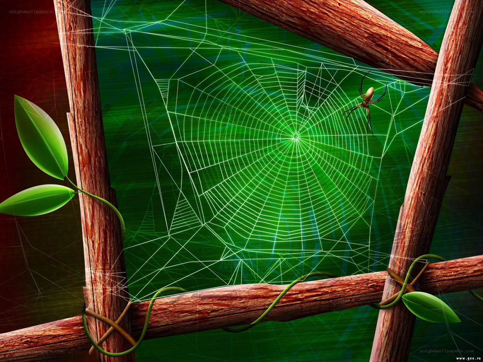 spider web on wooden frame