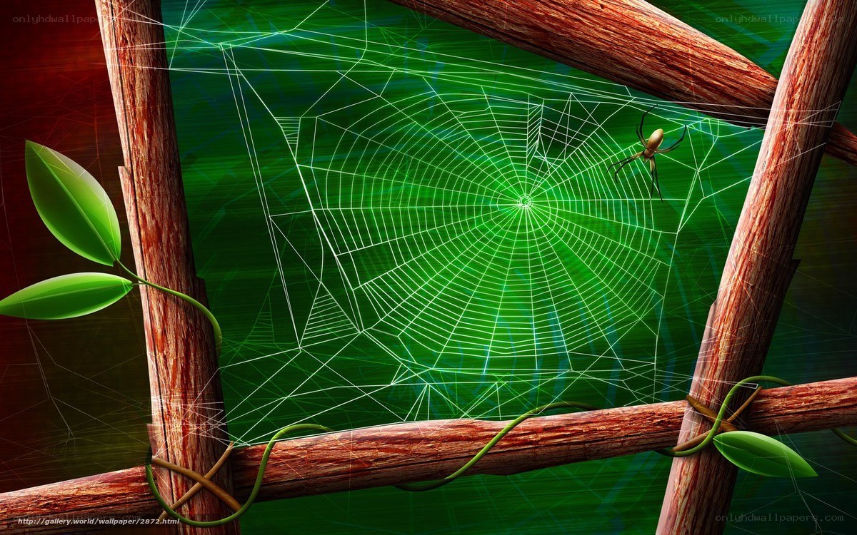 spider web on wooden frame