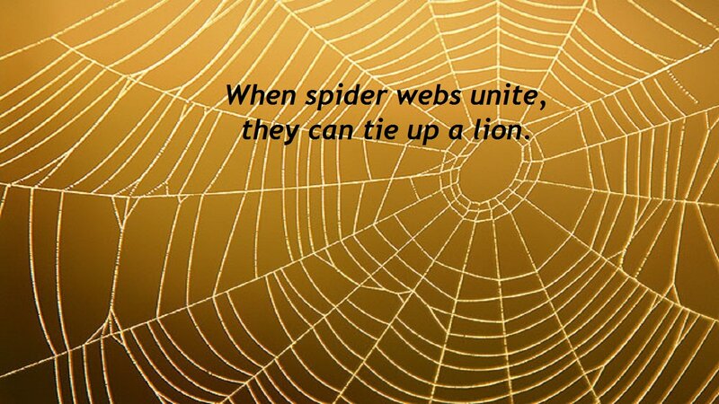 Spider Web