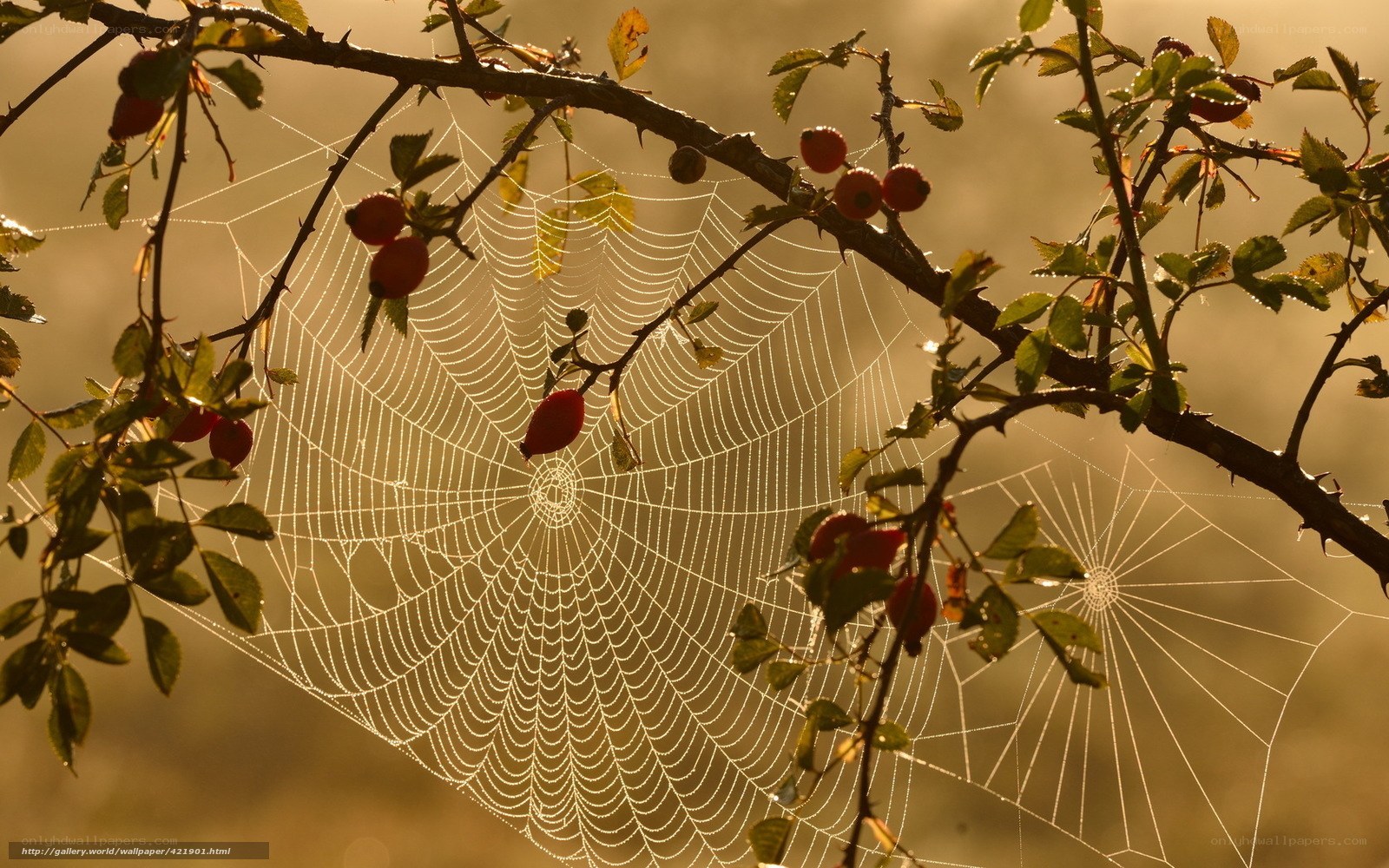 Spider web with berries in sunlight