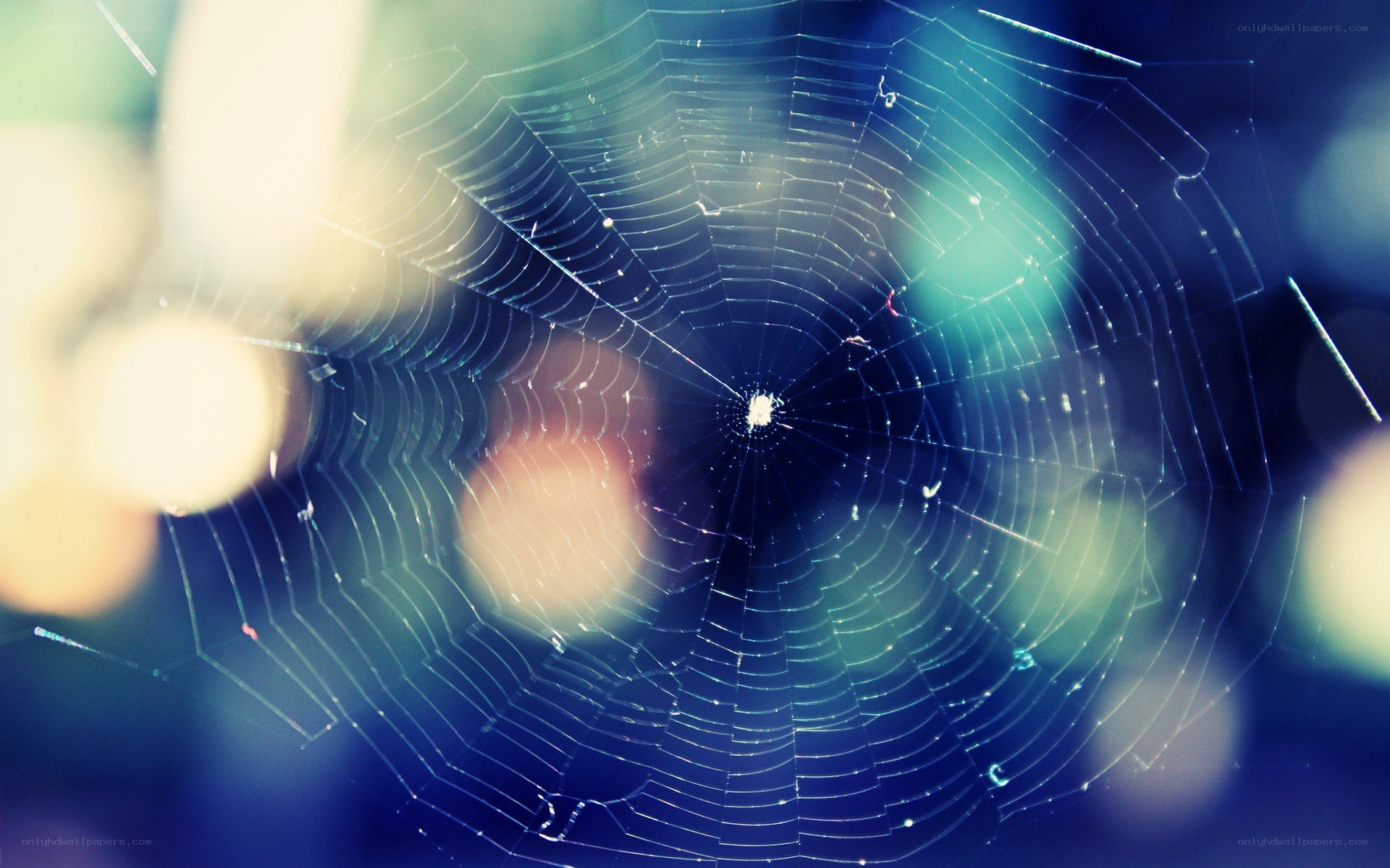 Spider web with bokeh lights