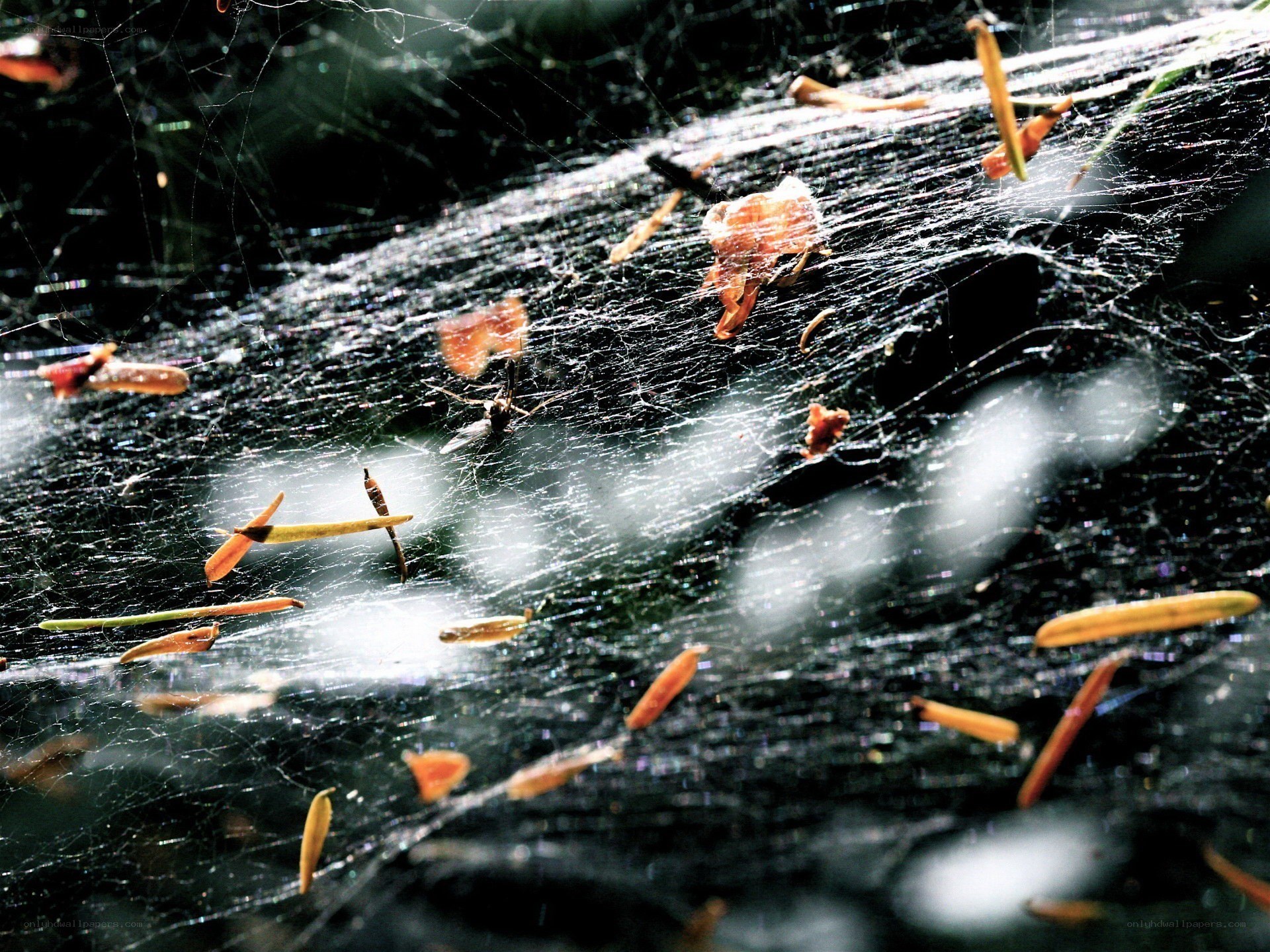 Spider web with debris