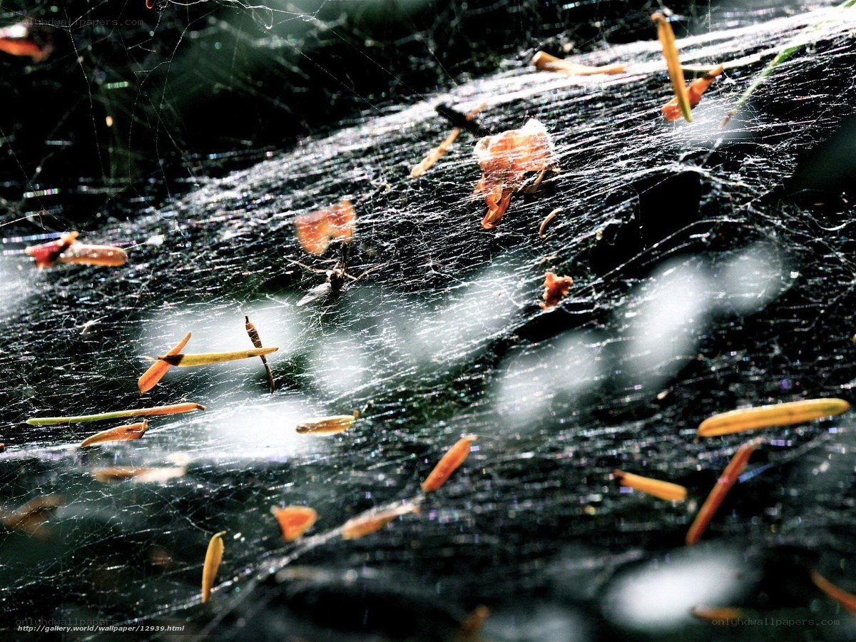 Spider web with debris
