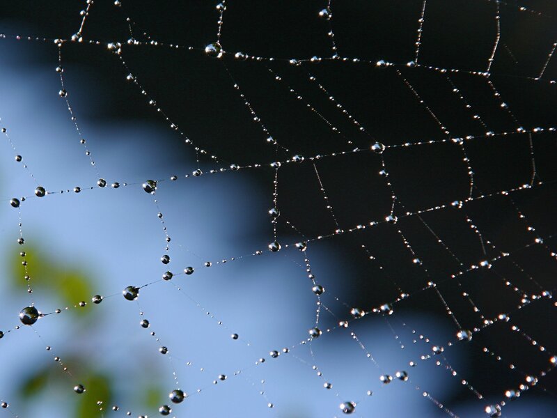 Spider web with dew drops