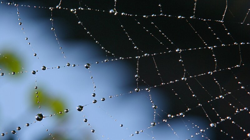 Spider web with dew drops
