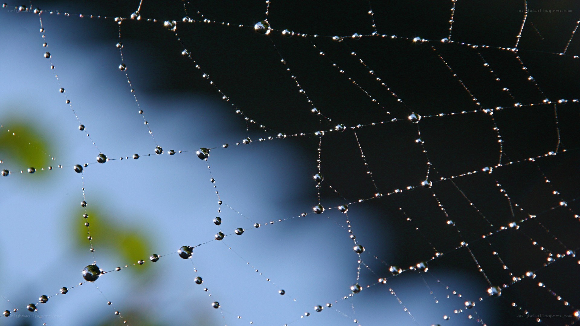 Spider web with dew drops