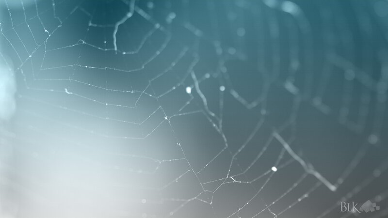 Spider web with dew drops