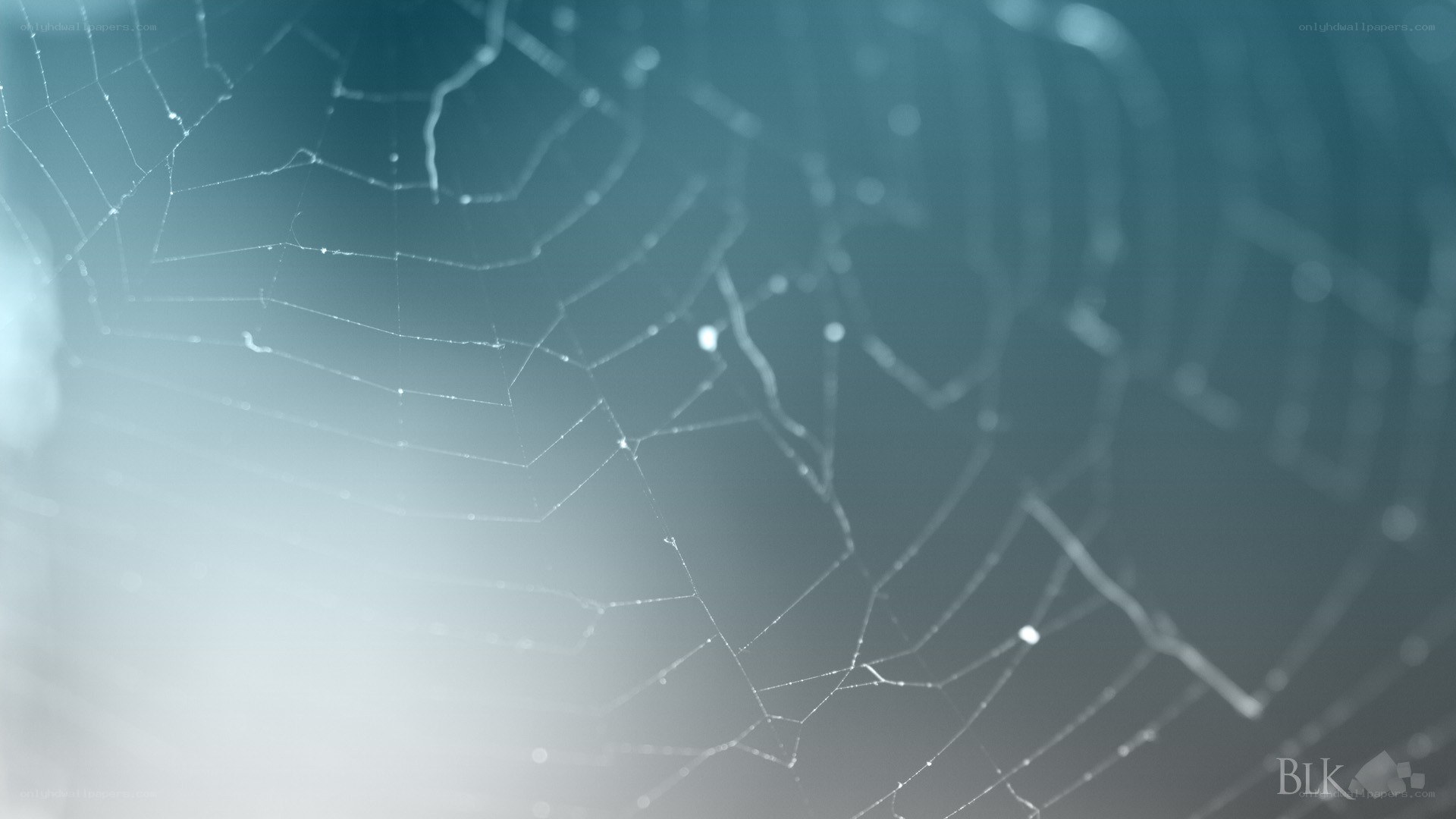 Spider web with dew drops