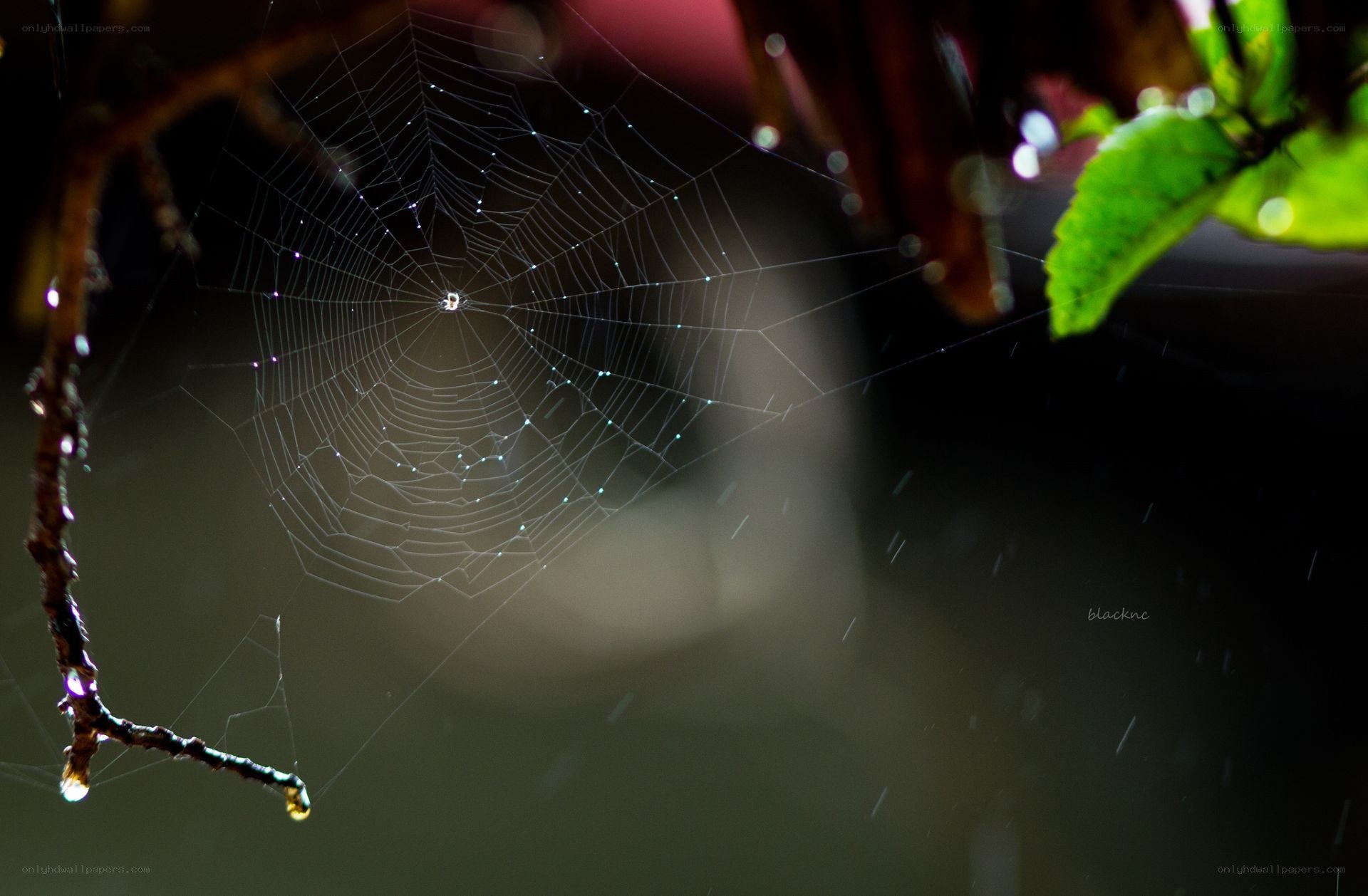 Spider web with dew drops