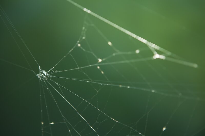 Spider web with dew drops