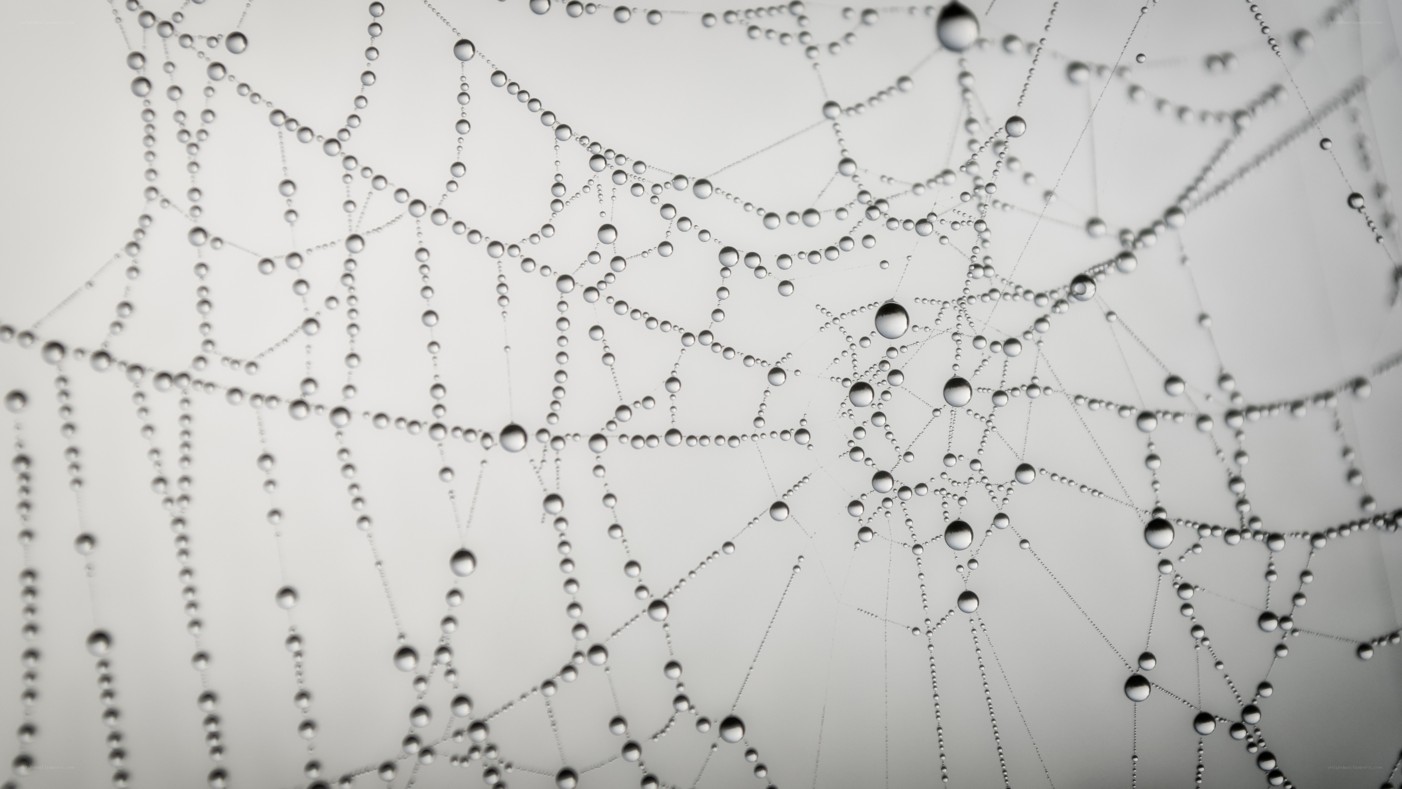 Spider web with dew drops