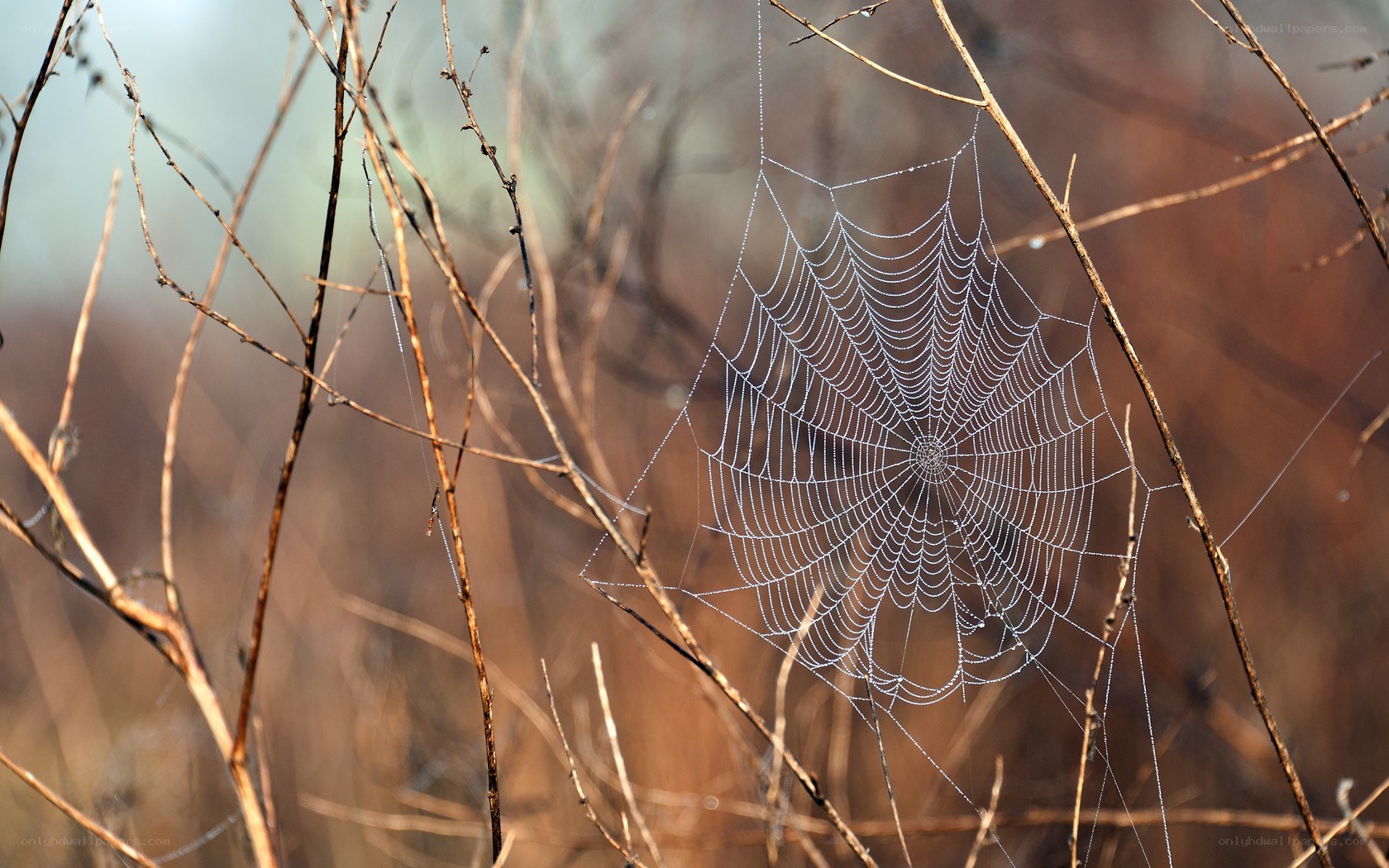 Spider web with dew drops