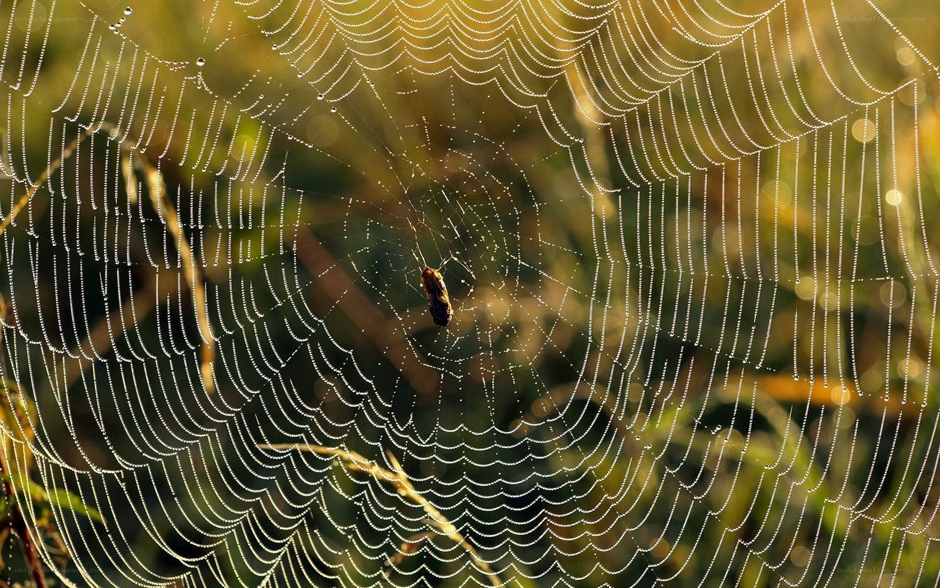 Spider web with dew drops