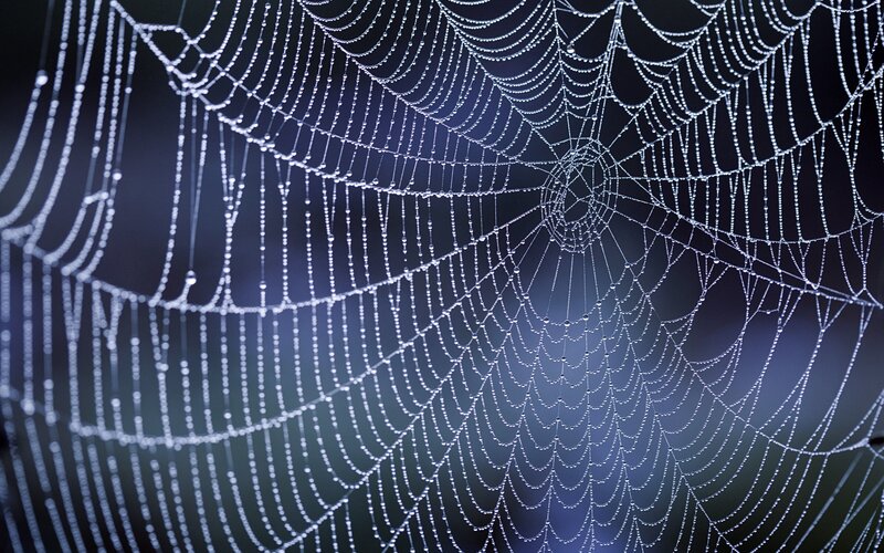 Spider web with dew drops