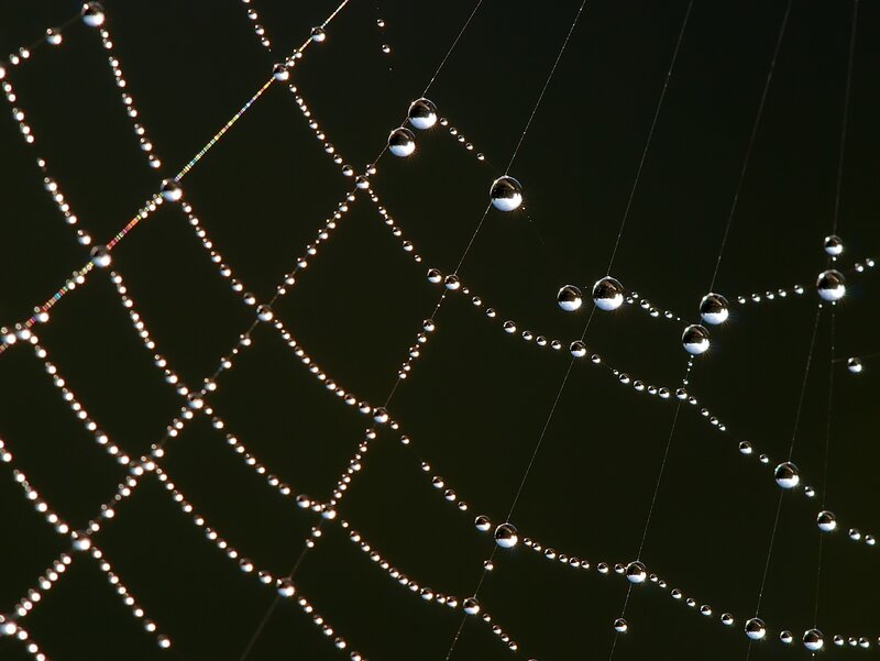 Spider web with dew drops