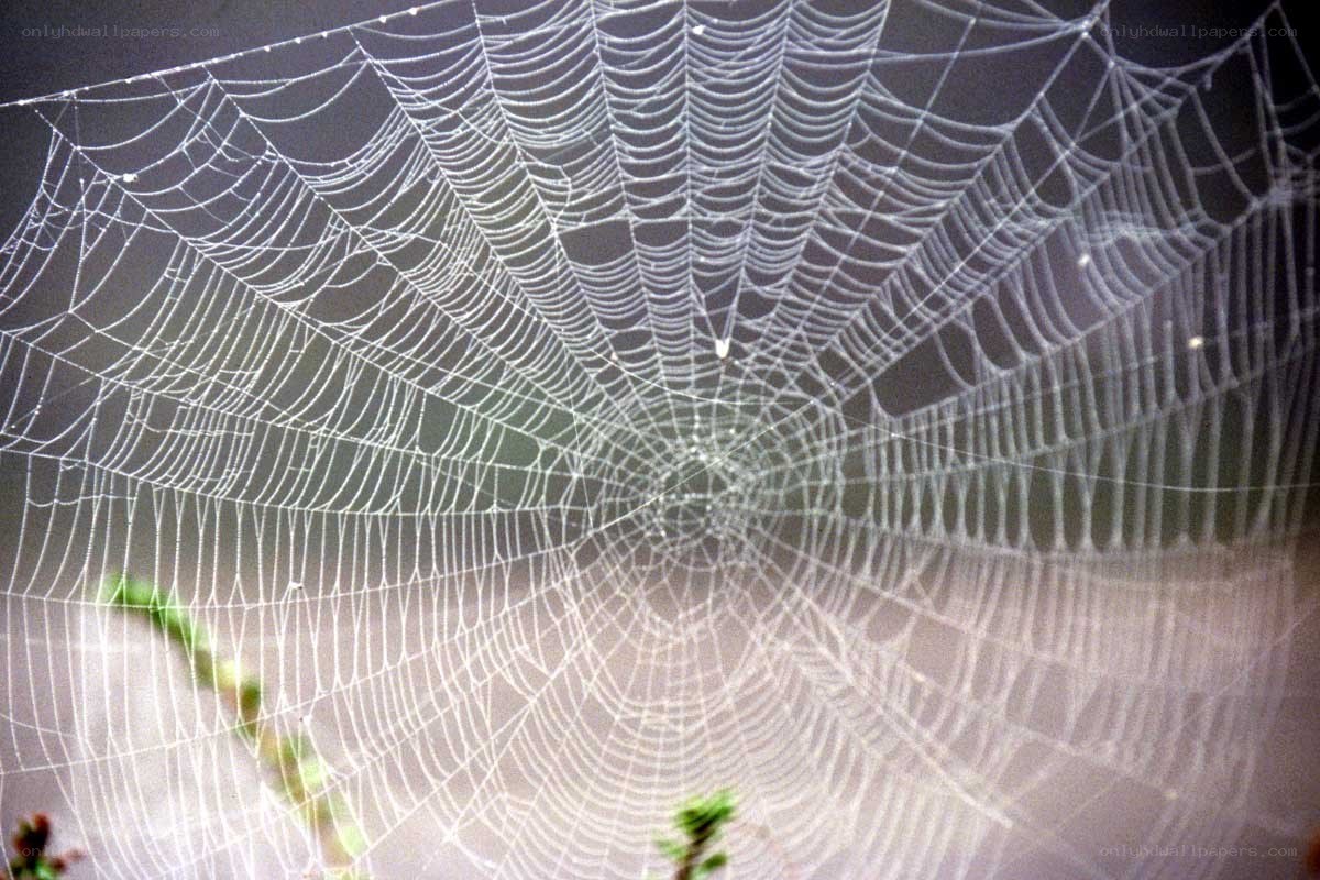 Spider web with dew drops
