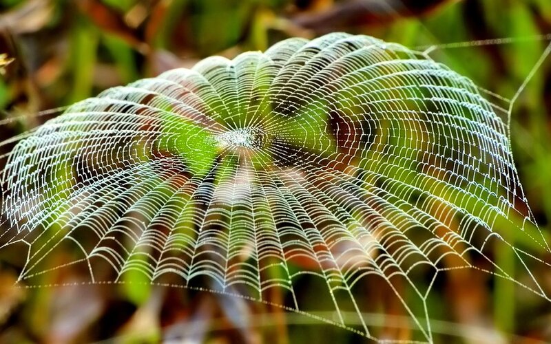 Spider web with dew drops