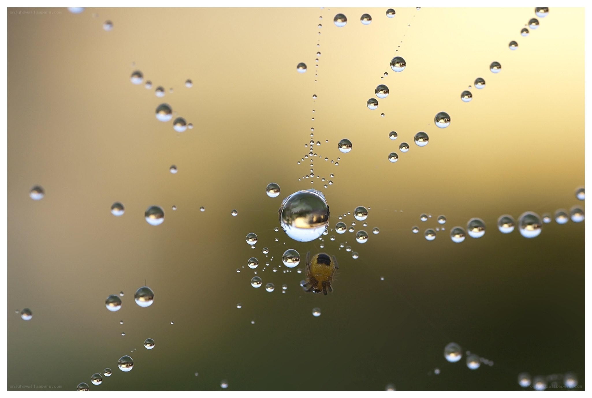 Spider web with dew drops