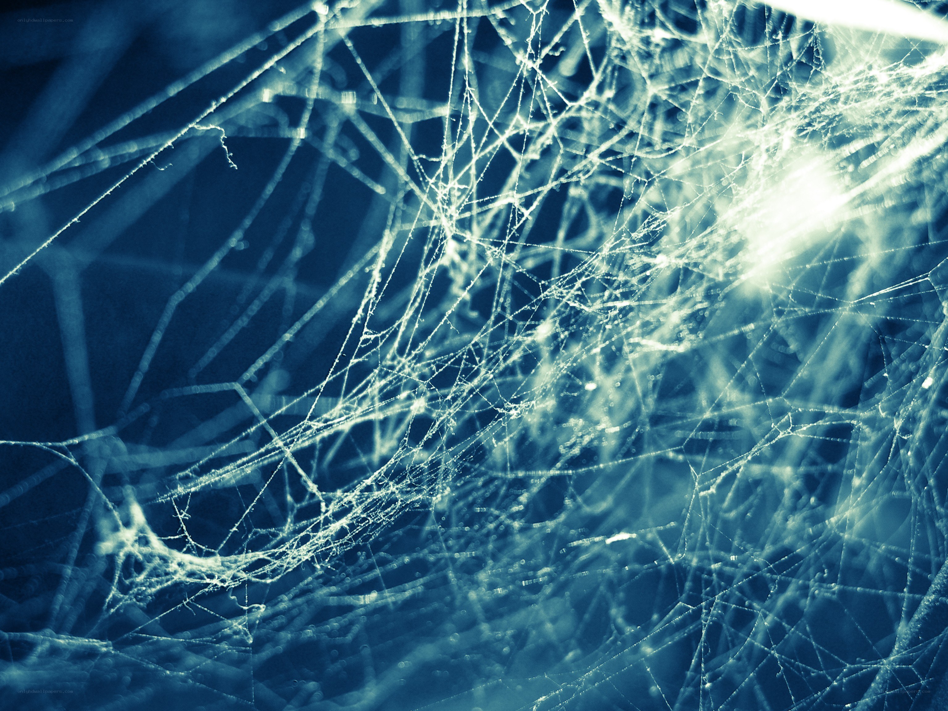 Spider web with dew drops
