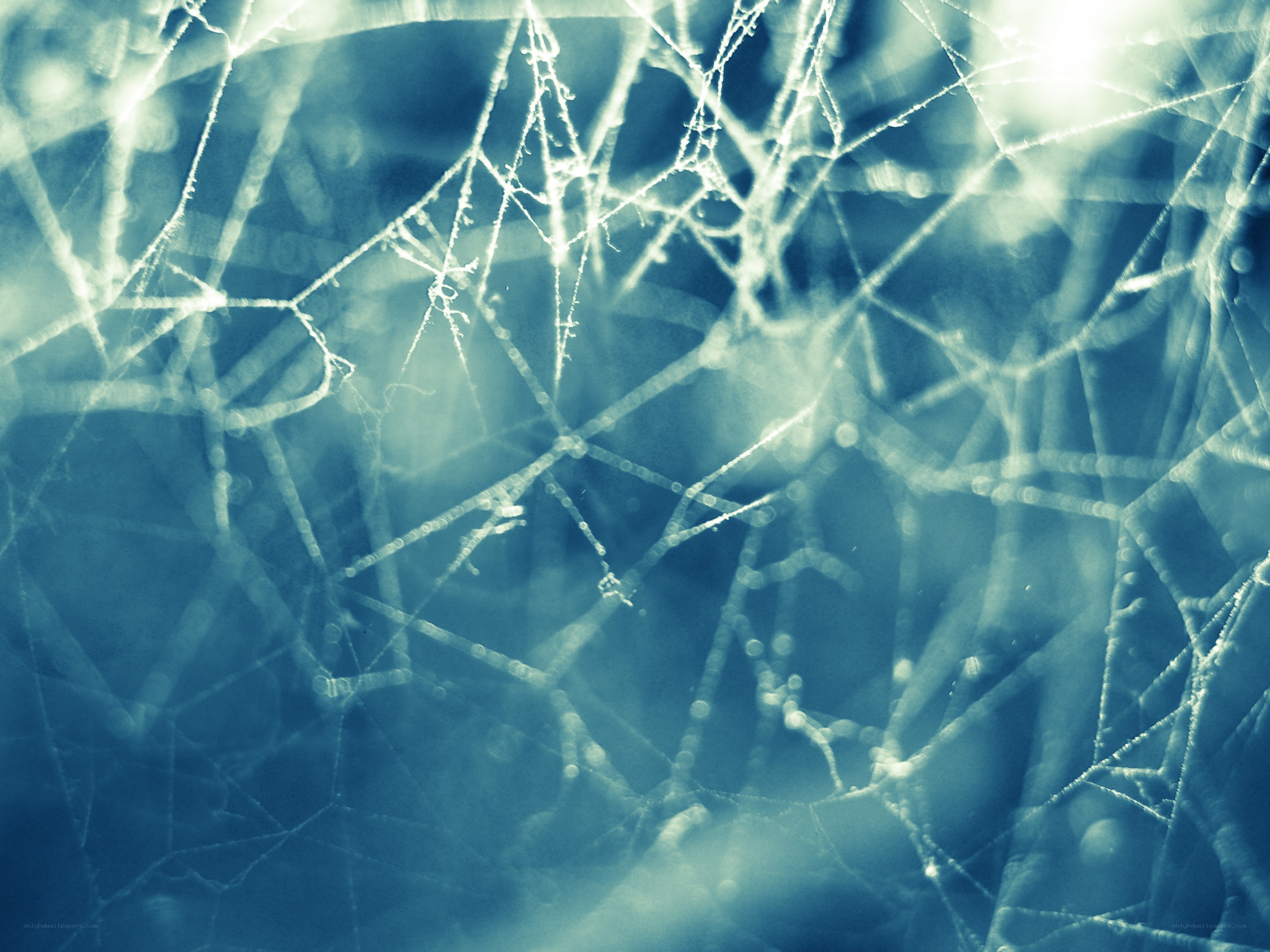 Spider web with dew drops