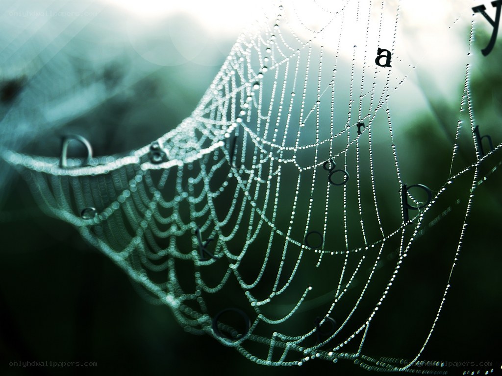 Spider web with dew drops