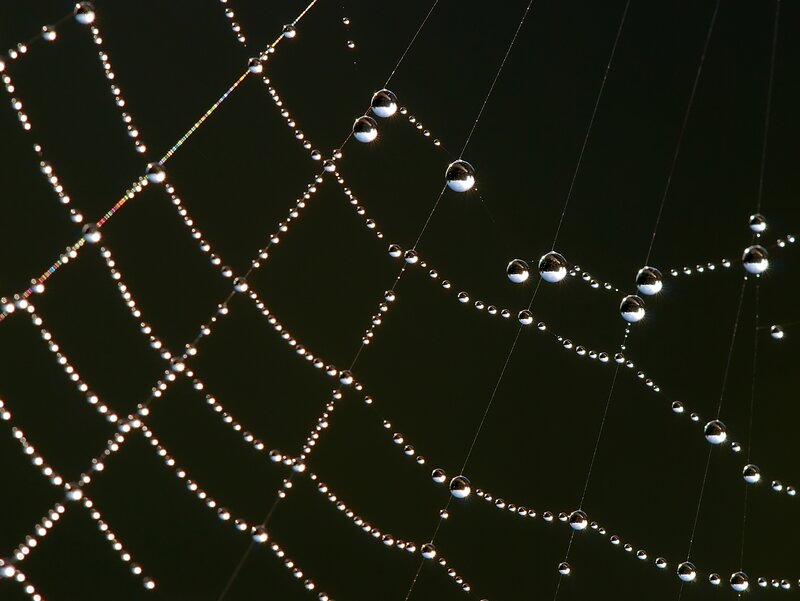 Spider web with dew drops