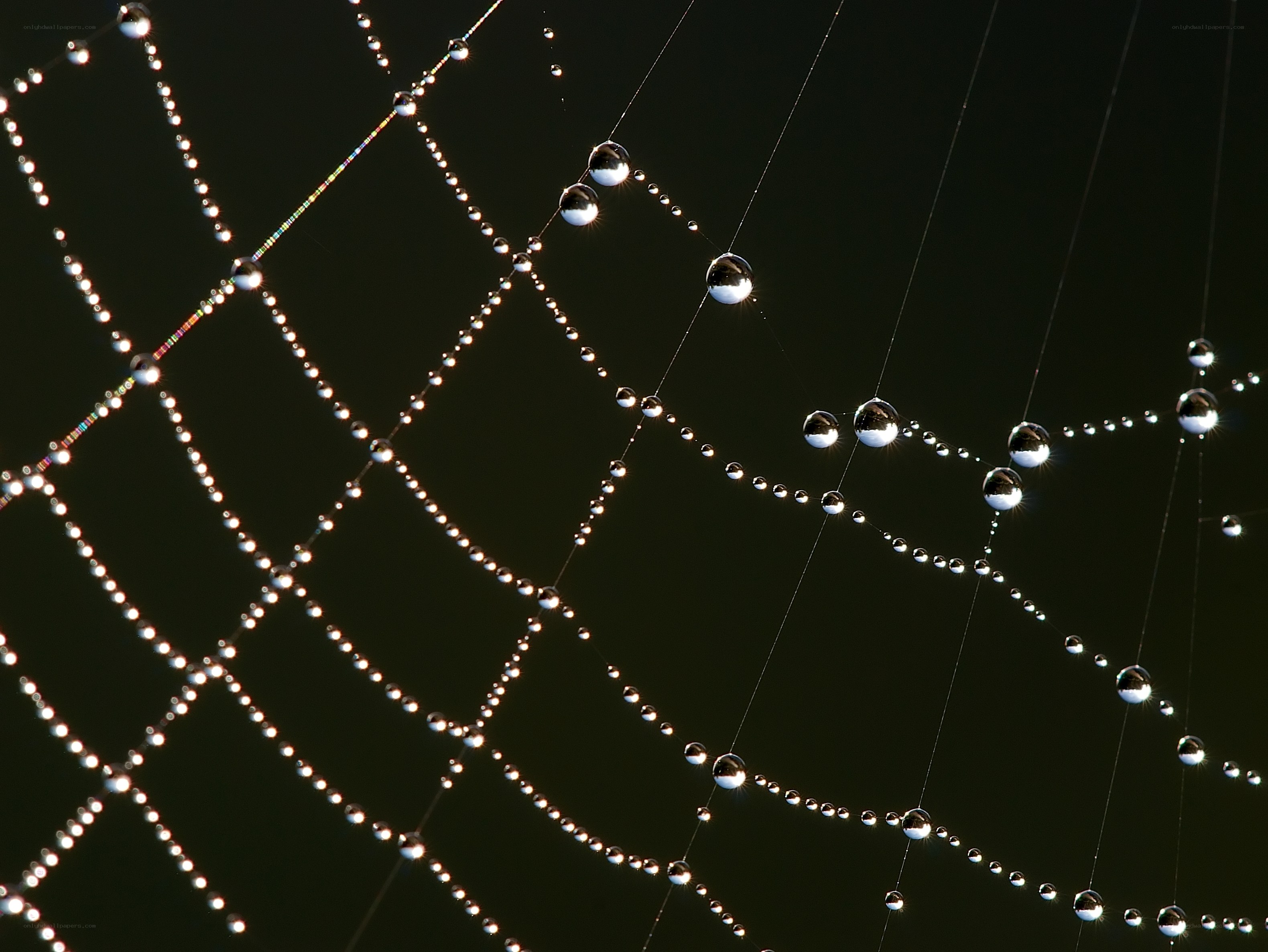 Spider web with dew drops