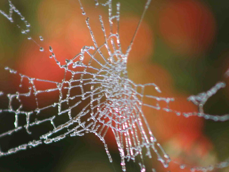 Spider web with dew drops