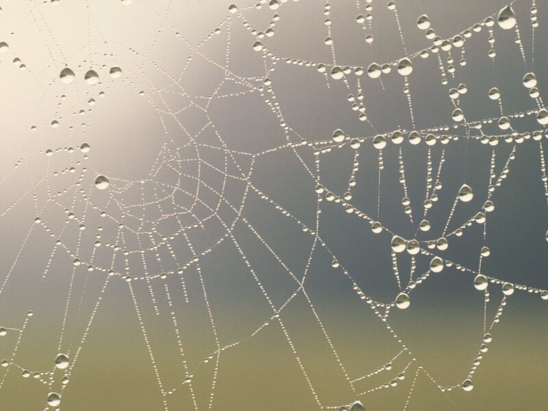 Spider web with dew drops