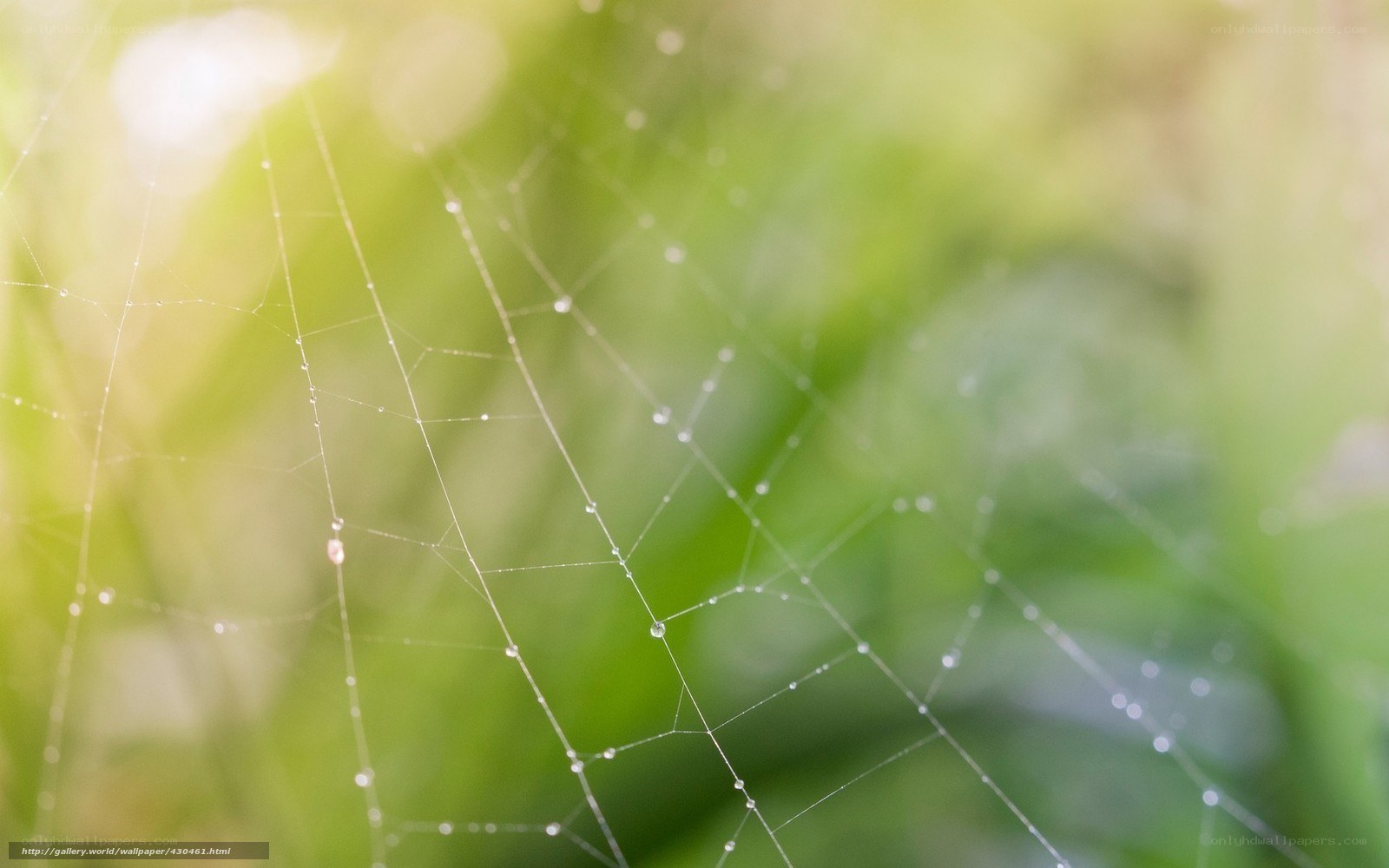 Spider web with dew drops