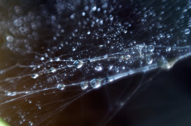 Spider Web with Dew Drops — Black, Serene