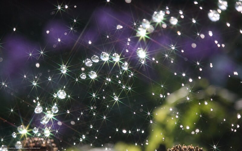 Spider Web with Dew Drops — Black, Sparkling