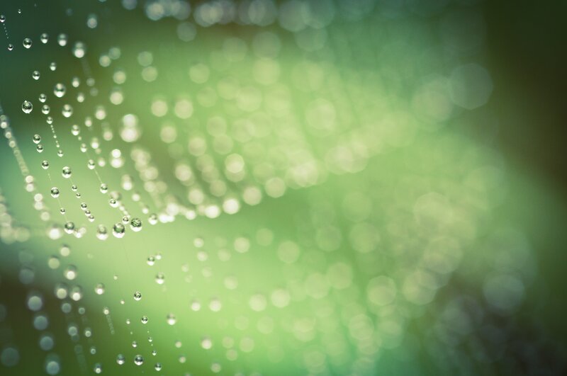 Spider Web with Dew Drops — Green, Serene, Morning, Photograph, Dew Drops, Web Strands