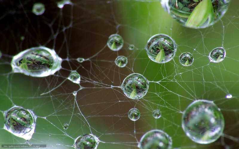 Spider Web with Dew Drops — Green, Serene, Morning