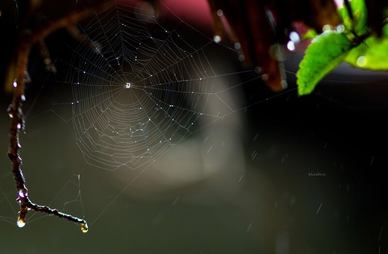 Spider Web with Dew Drops — Green, Serene, Night