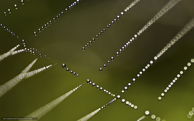 Spider Web with Dew Drops — Green, Serene