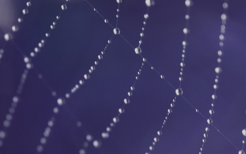 Spider Web with Dew Drops — Purple
