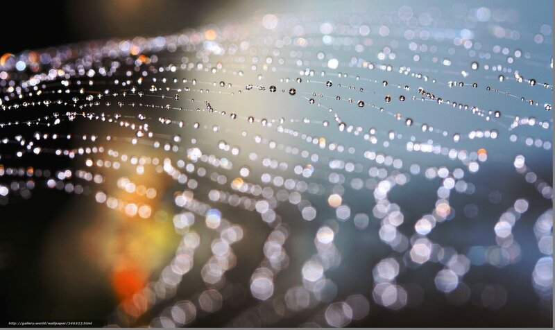 Spider Web with Dew Drops — White, Serene